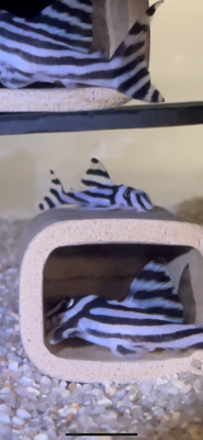 Hypancistrus zebra L46