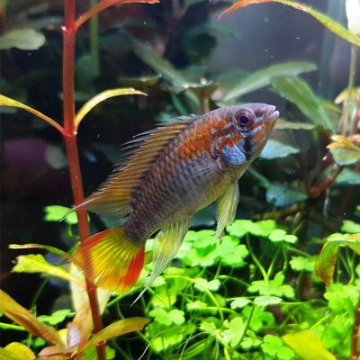 Jeune Poisson apistogramma macmasteri red mask