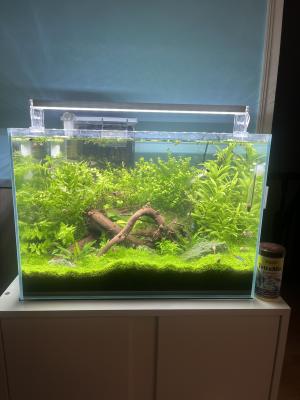 Aquarium Aquascaping 60l avec meuble et poissons