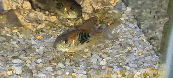 CORYDORAS VENEZUELA ORANGE