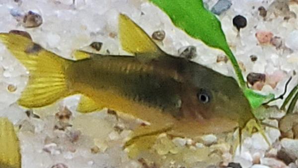 CORYDORAS Gold CW010