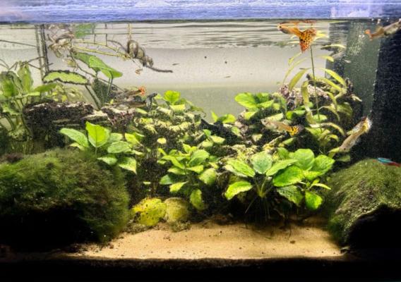 Aquarium 80 litres complet