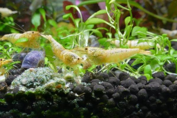 Promo- lot de 12 Caridina taitibee blanches