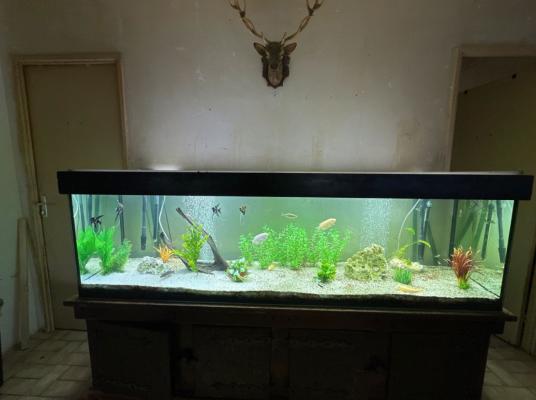 Aquarium 600 litre complet