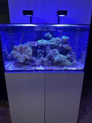 aquarium recifal