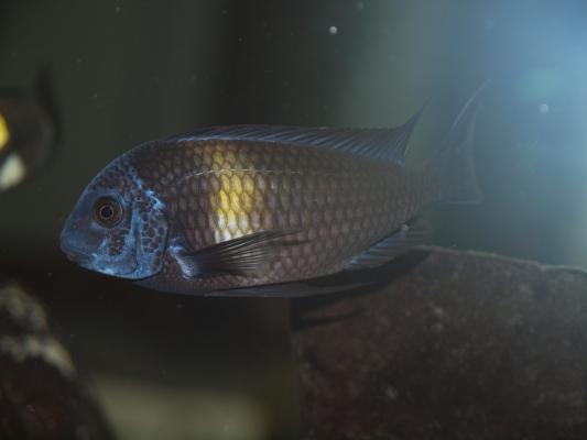 Tropheus duboisi maswa