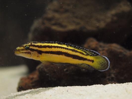 Julidochromis Regani Kippili