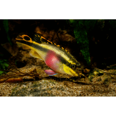 Pelvicachromis Pulcher (Pelmatos)