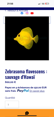 Zebrasoma flavescens sauvage