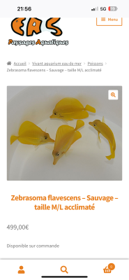 Zebrasoma flavescens sauvage