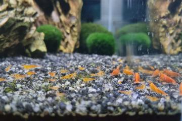 Crevettes aquarium eau douce Neocaridina orange
