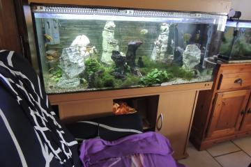 Aquarium  300l