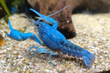 Procambarus aleni écrevisses bleues de floride