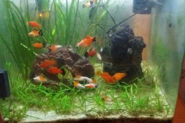 poissons platy