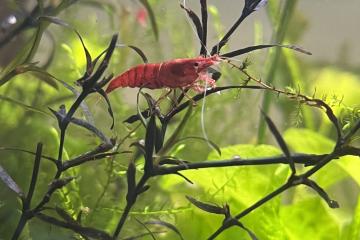 Crevette red Sakura